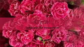  Presentation with decor - Presentation theme featuring beautiful-fresh-carnation-flowers background and a crimson colored foreground