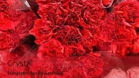  Presentation with decor - PPT theme with beautiful-fresh-carnation-flowers background and a crimson colored foreground