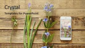  Presentation with iris flower - Presentation theme with beautiful fresh flowers and smartphone background and a  colored foreground