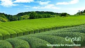  Presentation with tea japan - PPT theme with beautiful fresh green tea plantation background and a tawny brown colored foreground