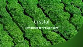  Presentation with tea plantation - Colorful slide set enhanced with beautiful fresh green tea plantation backdrop and a forest green colored foreground