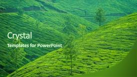  Presentation with tea plantation - Beautiful presentation theme featuring beautiful fresh green tea plantation backdrop and a forest green colored foreground