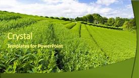  Presentation with tea japan - Presentation theme featuring beautiful fresh green tea plantation background and a tawny brown colored foreground