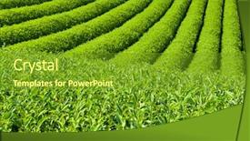  Presentation with tea japan - Slide deck featuring beautiful fresh green tea plantation background and a tawny brown colored foreground