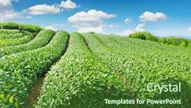  Presentation with tea japan - PPT theme with beautiful fresh green tea plantation background and a forest green colored foreground