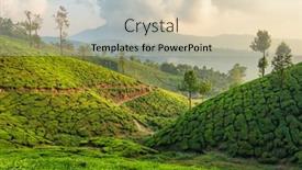  Presentation with green tea - Colorful presentation theme enhanced with beautiful-fresh-green-tea-plantations backdrop and a lemonade colored foreground