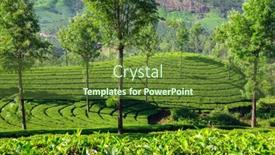  Presentation with munnar - Colorful PPT layouts enhanced with beautiful-fresh-green-tea-plantations backdrop and a tawny brown colored foreground