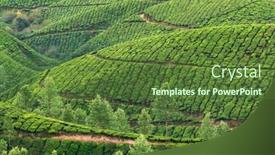  Presentation with green tea - Audience pleasing slide set consisting of beautiful-fresh-green-tea-plantations backdrop and a tawny brown colored foreground