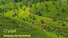  Presentation with green tea - Slide set featuring beautiful-fresh-green-tea-plantations background and a tawny brown colored foreground