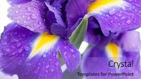  Presentation with iris flower - Presentation design enhanced with beautiful fresh iris flowers background and a light blue colored foreground