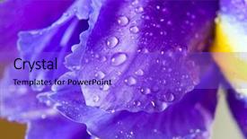  Presentation with iris flower - Theme featuring beautiful fresh iris flowers background and a  colored foreground