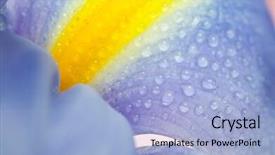  Presentation with iris - PPT layouts enhanced with beautiful fresh iris flowers background and a light blue colored foreground