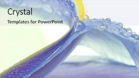  Presentation with iris - Presentation theme enhanced with beautiful fresh iris flowers background and a light blue colored foreground