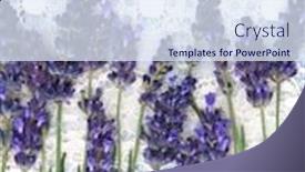  Presentation with lavender flowers - Presentation theme enhanced with beautiful fresh lavender flowers on the lace background background and a sky blue colored foreground