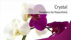  Presentation with orchids - Cool new theme with beautiful fresh orchids backdrop and a white colored foreground