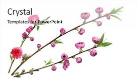  Presentation with flower - Presentation theme featuring beautiful fresh peach blossom flower background and a white colored foreground