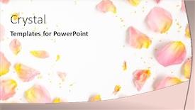  Presentation with pink rose petals - Theme consisting of beautiful-fresh-petals-of-pink background and a cream colored foreground