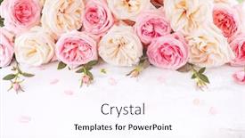  Presentation with vintage floral - Beautiful PPT theme featuring beautiful-fresh-pink-and-white backdrop and a pink colored foreground