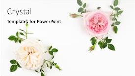  Presentation with pink roses - Cool new PPT theme with beautiful-fresh-pink-and-white backdrop and a white colored foreground