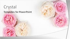 Presentation with pink roses - Slide deck having beautiful-fresh-pink-and-white background and a white colored foreground