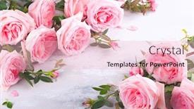  Presentation with pink roses - Beautiful slide deck featuring beautiful-fresh-pink-roses-flowers backdrop and a lemonade colored foreground