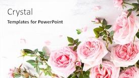  Presentation with vintage floral - PPT theme with beautiful-fresh-pink-roses-flowers background and a white colored foreground