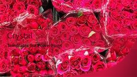  Presentation with roses - Cool new presentation theme with beautiful-fresh-red-bouquet-roses backdrop and a crimson colored foreground