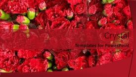  Presentation with red floral - Presentation design enhanced with beautiful-fresh-red-carnation-flowers background and a crimson colored foreground