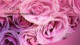  Presentation with roses - Audience pleasing PPT layouts consisting of beautiful-fresh-roses-at-flower backdrop and a coral colored foreground