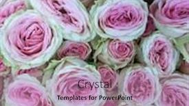  Presentation with wholesale - Colorful PPT layouts enhanced with beautiful-fresh-roses-at-flower backdrop and a coral colored foreground