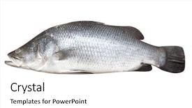  Presentation with fish at sea - PPT theme enhanced with beautiful fresh sea bass fish background and a  colored foreground