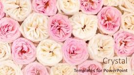  Presentation with pink roses - Slide set consisting of beautiful-fresh-white-and-pink background and a lemonade colored foreground