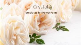  Presentation with vintage floral - Amazing slides having beautiful-fresh-white-roses-flowers backdrop and a lemonade colored foreground