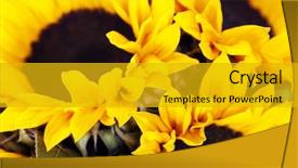  Presentation with sunflowers - Amazing slide set having beautiful fresh yellow sunflowers closeup backdrop and a gold colored foreground
