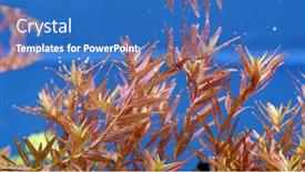  Presentation with aqua - Presentation theme consisting of beautiful-freshwater-aquarium-with-many background and a teal colored foreground