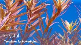  Presentation with freshwater aquarium - Theme featuring beautiful-freshwater-aquarium-with-many background and a ocean colored foreground