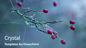  Presentation with hip - Slide deck with beautiful frozen hip branch background and a ocean colored foreground