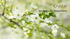  Presentation with fruit - Slide set enhanced with beautiful-fruit-blossom-outdoors background and a mint green colored foreground