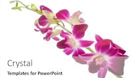  Presentation with beautiful orchid flowers - Presentation theme consisting of beautiful-fuchsia-orchid-with-open background and a white colored foreground