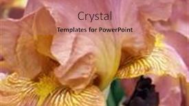  Presentation with iris flower - Presentation theme enhanced with beautiful-garden-iris-flower-close background and a coral colored foreground