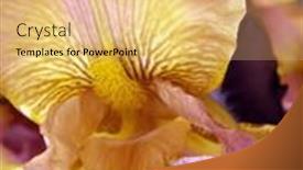  Presentation with iris flower - Slides featuring beautiful-garden-iris-flower-close background and a coral colored foreground