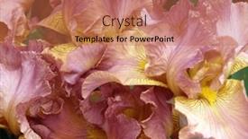  Presentation with iris flower - Slide set having beautiful-garden-iris-flower-close background and a coral colored foreground