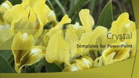  Presentation with iris flower - Slide deck enhanced with beautiful-garden-iris-flower-close background and a yellow colored foreground