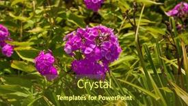  Presentation with garden - Presentation featuring beautiful-garden-purple-phlox-flower background and a  colored foreground