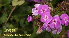  Presentation with garden - Presentation theme featuring beautiful-garden-purple-phlox-flower background and a tawny brown colored foreground
