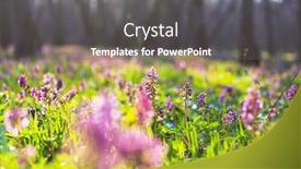  Presentation with beautiful spring flowers - Amazing presentation design having beautiful-garden-spring-flowers-natural backdrop and a gray colored foreground