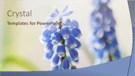  Presentation with beautiful spring flowers - Slides with beautiful garden spring flowers background and a lemonade colored foreground