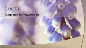  Presentation with beautiful spring flowers - Audience pleasing PPT layouts consisting of beautiful garden spring flowers backdrop and a light blue colored foreground