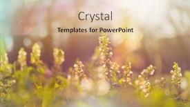  Presentation with beautiful spring flowers - Cool new presentation theme with beautiful garden spring flowers backdrop and a lemonade colored foreground