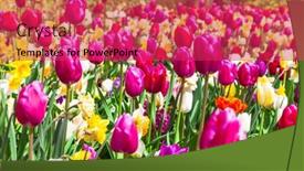  Presentation with tulips - Beautiful theme featuring beautiful-garden-with-blooming-vivid backdrop and a red colored foreground